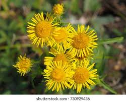 Attēlu rezultāti vaicājumam “Inula britannica”