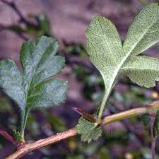 Attēlu rezultāti vaicājumam “Crataegus laevigata leaf”