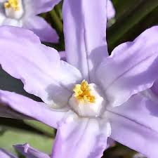 Attēlu rezultāti vaicājumam “Scilla luciliae”