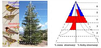 Image result for Dendroica castanea