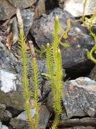 Attēlu rezultāti vaicājumam “Lycopodium annotinum”