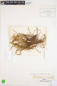 Attēlu rezultāti vaicājumam “Drepanocladus aduncus var. polycarpon”