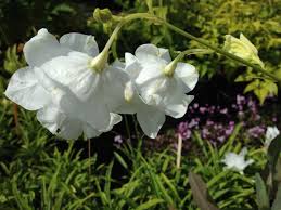 Image result for Campanula persicifolia