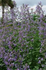 Attēlu rezultāti vaicājumam “Nepeta x faassenii flower”