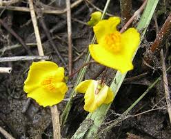 Attēlu rezultāti vaicājumam “Utricularia vulgaris flower”