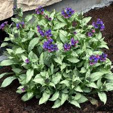 Image result for Pulmonaria Silverado