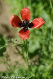 Attēlu rezultāti vaicājumam “Papaver argemone leaf”