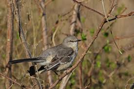 Image result for Mimus polyglottos