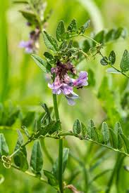 Attēlu rezultāti vaicājumam “Vicia sepium leaf”