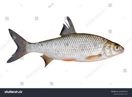 Image result for Rutilus heckelii