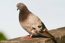 Attēlu rezultāti vaicājumam “Columba livia f. domestica adult”