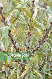 Attēlu rezultāti vaicājumam “Hippophae rhamnoides male flower”