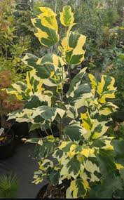 Attēlu rezultāti vaicājumam “Liriodendron tulipifera”