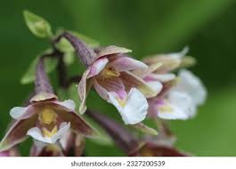 Attēlu rezultāti vaicājumam “Epipactis palustris flower”
