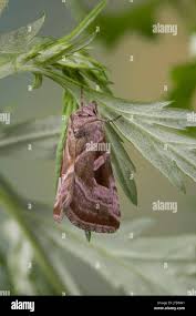 Attēlu rezultāti vaicājumam “Eucarta virgo”