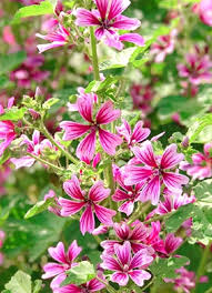 Image result for Malva sylvestris