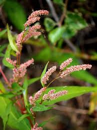 Attēlu rezultāti vaicājumam “Persicaria maculosa leaf”