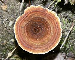 Attēlu rezultāti vaicājumam “Coltricia perennis”