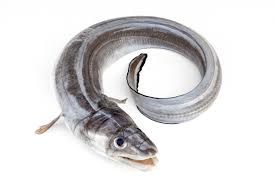 Image result for Conger conger