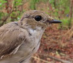 Attēlu rezultāti vaicājumam “Ficedula hypoleuca female”