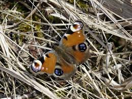 Attēlu rezultāti vaicājumam “Inachis io upperside”