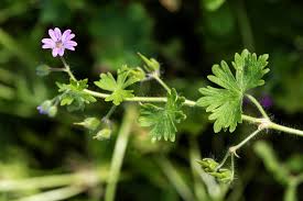 Attēlu rezultāti vaicājumam “Geranium molle flower”