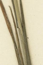 Attēlu rezultāti vaicājumam “Poa palustris leaf”