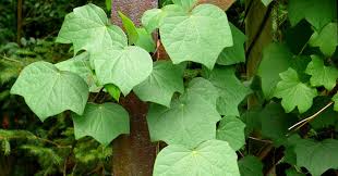 Attēlu rezultāti vaicājumam “Menispermum dauricum fruit”