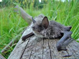 Attēlu rezultāti vaicājumam “Myotis dasycneme”