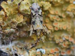 Attēlu rezultāti vaicājumam “Phytocoris tiliae”