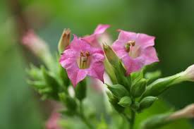 Attēlu rezultāti vaicājumam “Nicotiana tabacum flower”