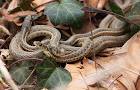 Garter snakes reptiles - via Daymix