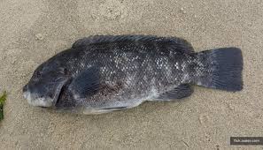 Image result for Tautoga onitis