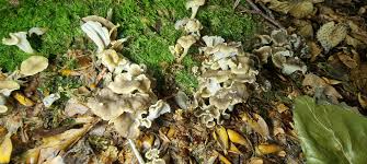 Attēlu rezultāti vaicājumam “Pseudocraterellus sinuosus”