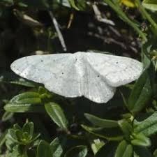 Attēlu rezultāti vaicājumam “Scopula floslactata”