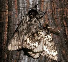 Attēlu rezultāti vaicājumam “Lymantria monacha imago”