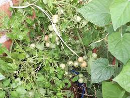 Afbeeldingsresultaat voor rose quartz tomato