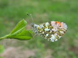 Attēlu rezultāti vaicājumam “Anthocharis cardamines”
