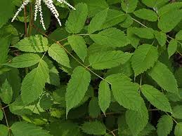 Image result for Aruncus dioicus