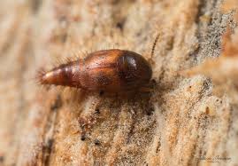 Attēlu rezultāti vaicājumam “Sepedophilus sp.”