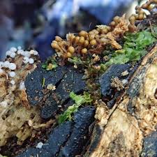 Attēlu rezultāti vaicājumam “Trichia erecta spores”