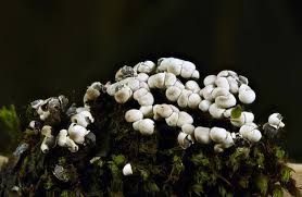 Attēlu rezultāti vaicājumam “Diderma chondrioderma spores”