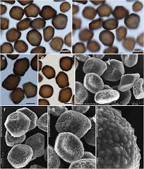 Attēlu rezultāti vaicājumam “Anthracoidea”