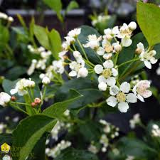 Attēlu rezultāti vaicājumam “Aronia melanocarpa flower”