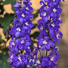 Attēlu rezultāti vaicājumam “Delphinium elatum  fruit”