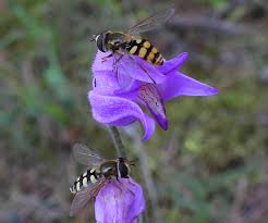 Attēlu rezultāti vaicājumam “xComagaria rosea”