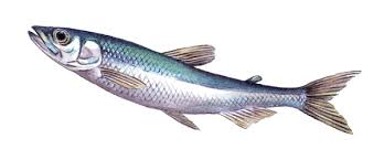 Image result for Osmerus eperlanus