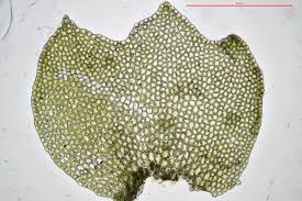 Attēlu rezultāti vaicājumam “Barbilophozia attenuata”