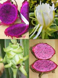 Attēlu rezultāti vaicājumam “Carex dioica fruit”