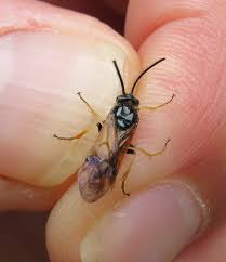 Attēlu rezultāti vaicājumam “Arge ustulata”